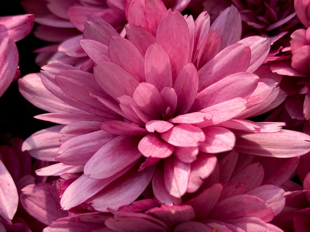 Colorful close-up view of pink chrysanthemum flowers showcasing petals in natural light.